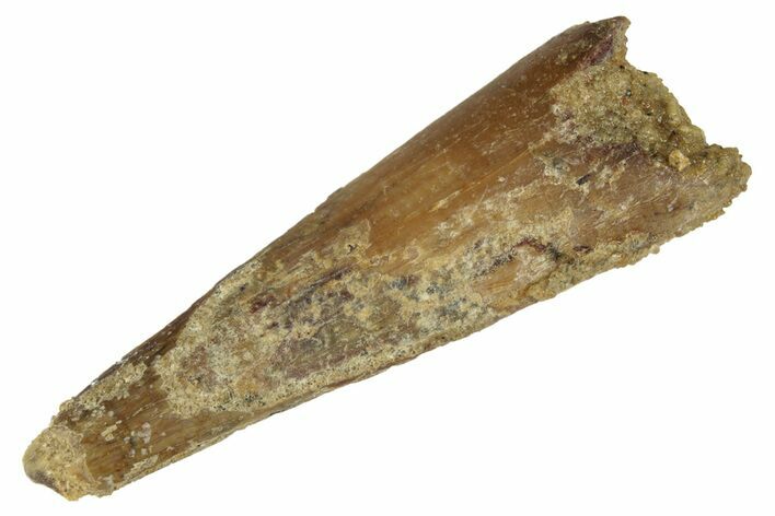 Fossil Pterosaur (Siroccopteryx) Tooth - Morocco #248941